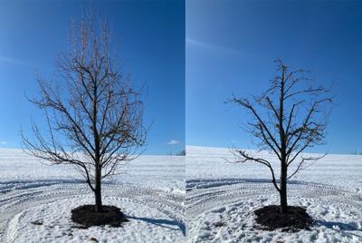 Winter Pruning: When and Why - Tree Topics