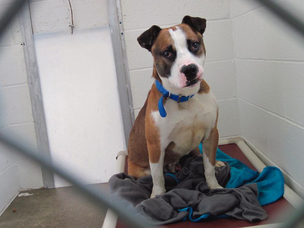 Three dogs are available for adoption at the Danville SPCA News