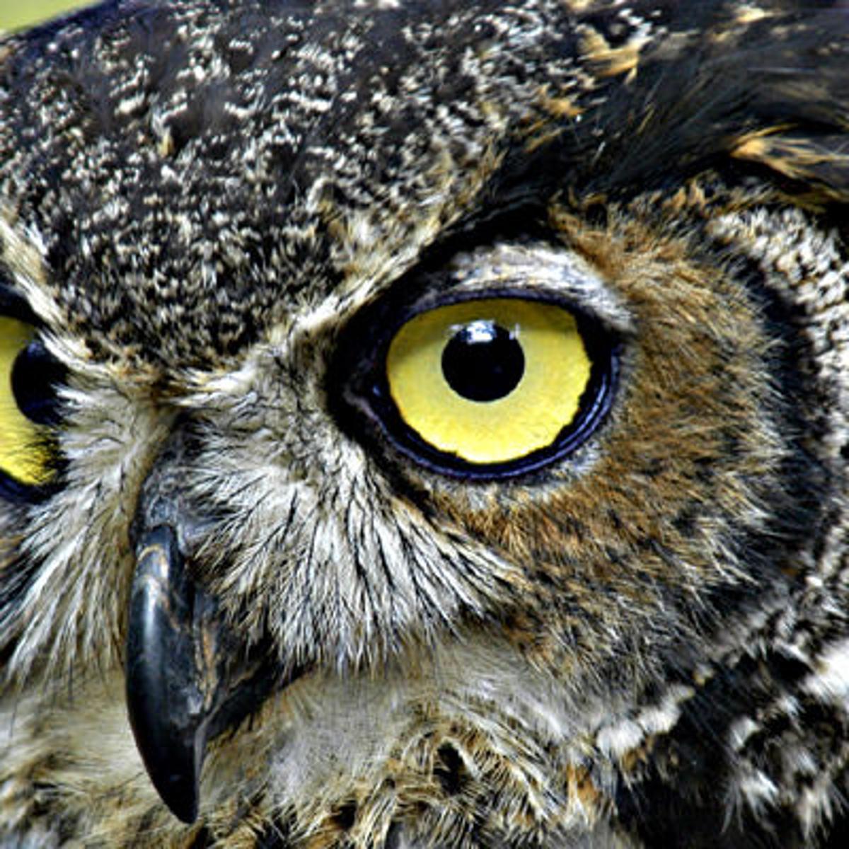 A Look At The Eight Owls Found In Pennsylvania Lifestyles