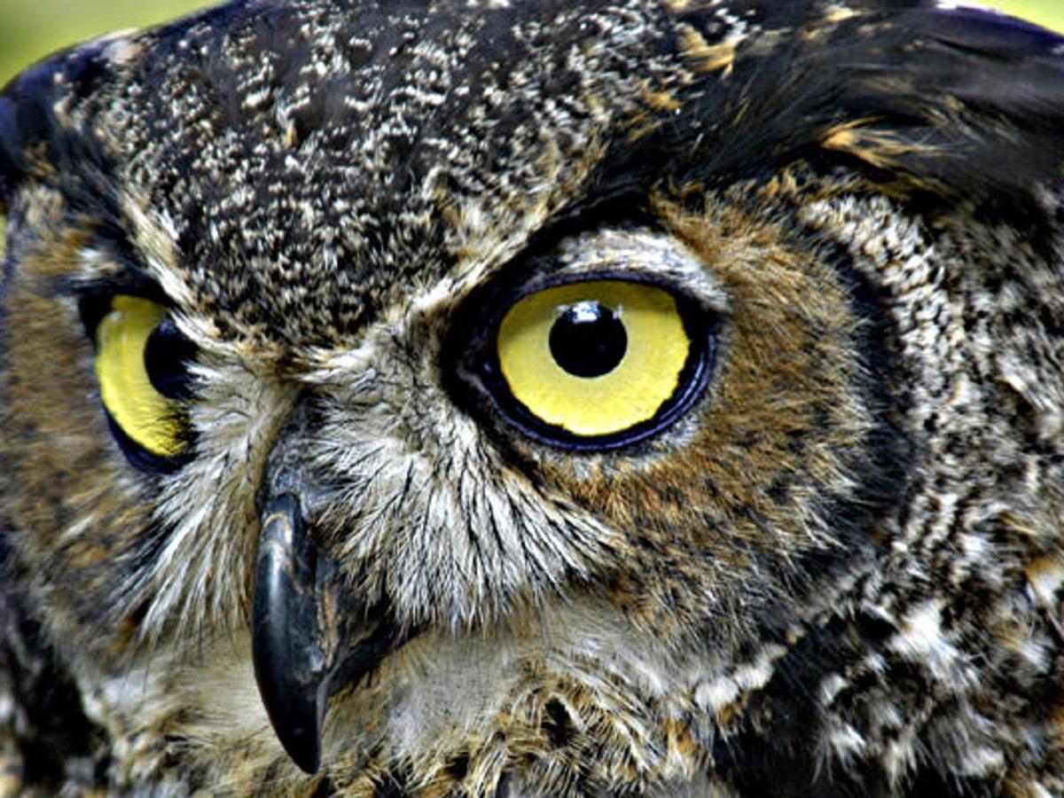 A Look At The Eight Owls Found In Pennsylvania Lifestyles Dailyitem Com