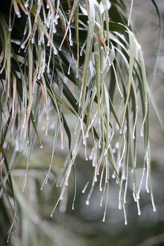 Icicles on palm trees? Arctic air plunges into deep south ...