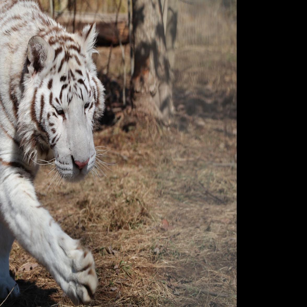Limited Exposure For T D Cats New Tigers Other Animals Since