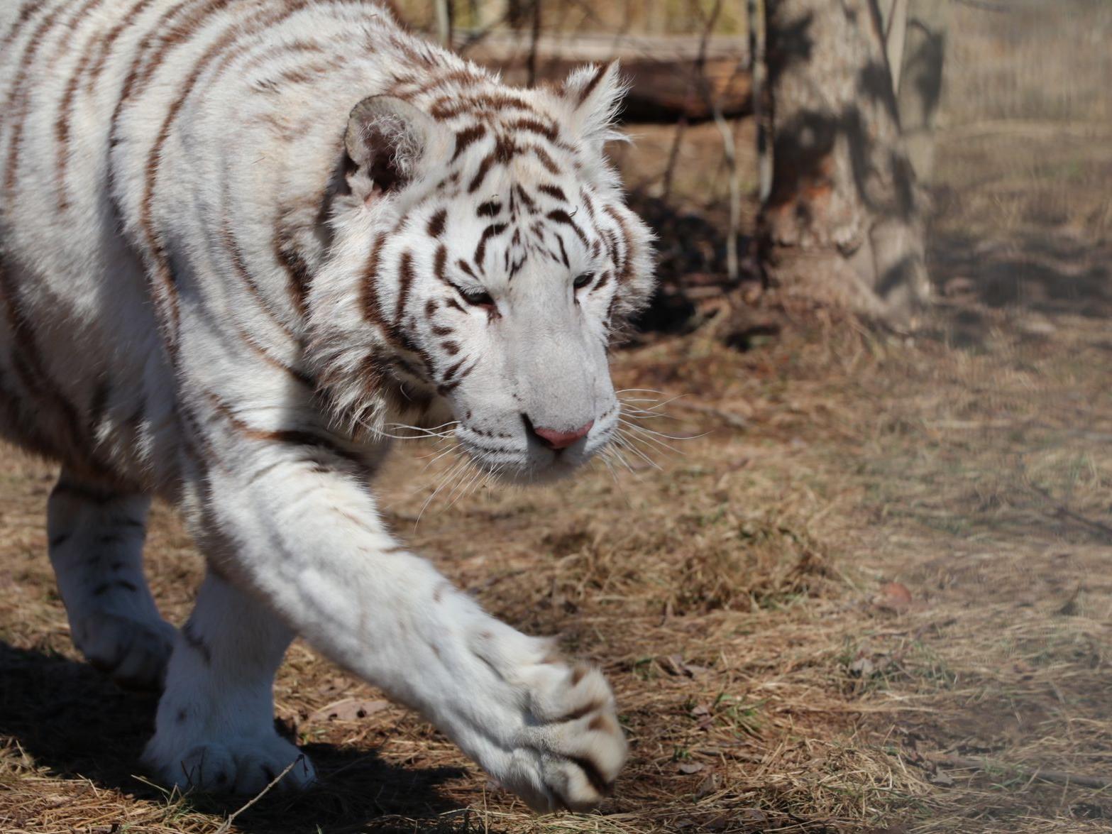 Limited exposure for T&D Cats' new tigers, other animals since March16 closure | Coronavirus Limited exposure for T&D Cats' new tigers, other animals since March16 closure | Coronavirus