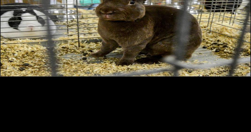 2019 Bloomsburg Fair Schedule of livestock events