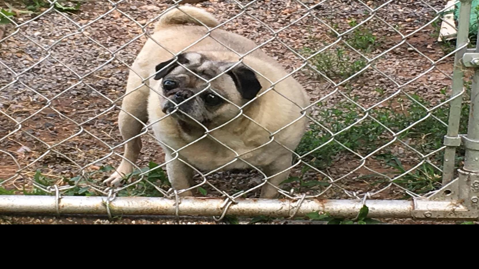 Pet Abandonment Is A Real Issue In The Valley Lifestyles