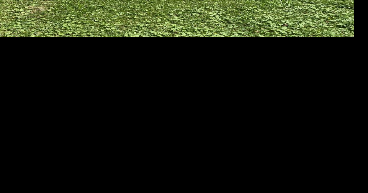 Danville SPCA hosts dog adoption event News