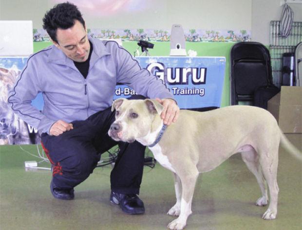 pit bull guru misunderstood breed is