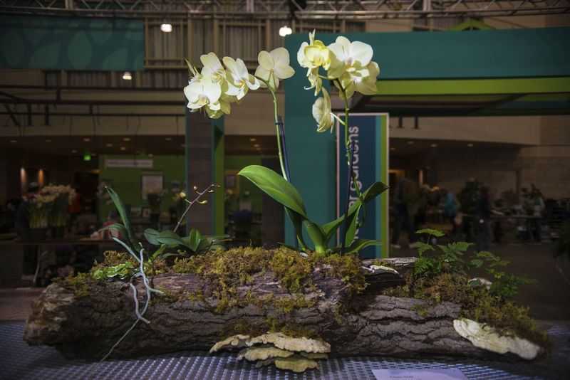 Selinsgrove man helps run biggest flower show in world