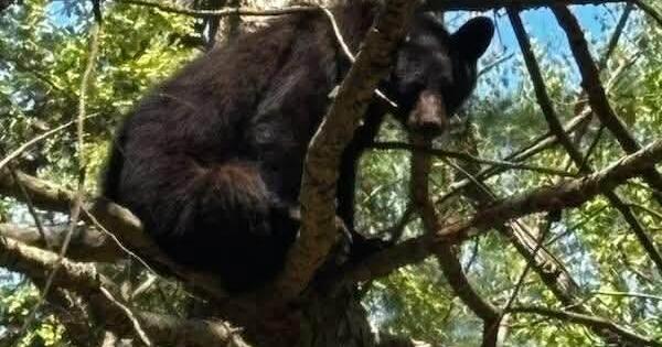 Statewide bear archery season underway
