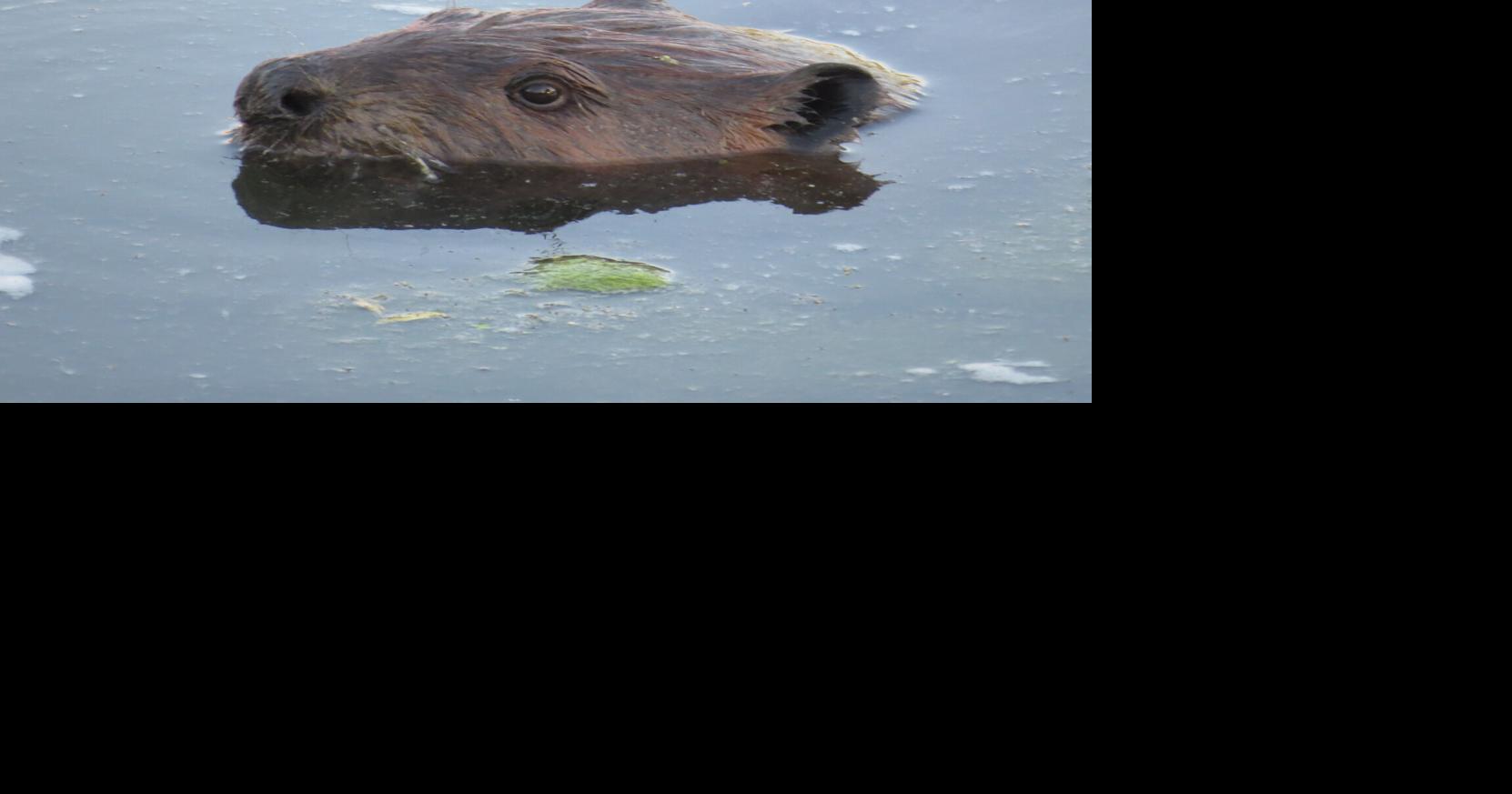 Beavers thriving in Pennsylvania