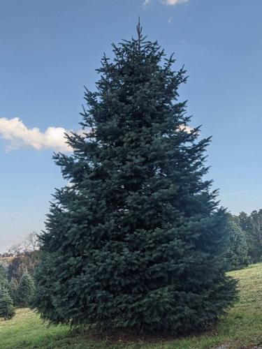 New National Christmas Tree will have Valley roots | News ...