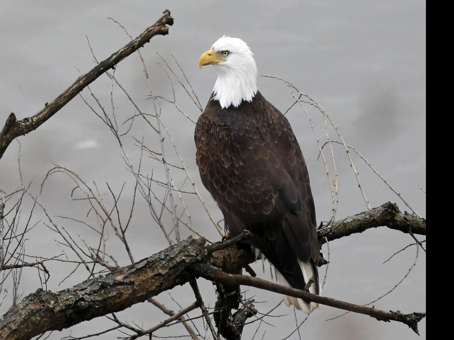 Pennsylvania Game Commission - Fathers, thanks for all of your hard work  and care! Did you know that male bald eagles participate in rearing young?  Both the male and female bald eagle