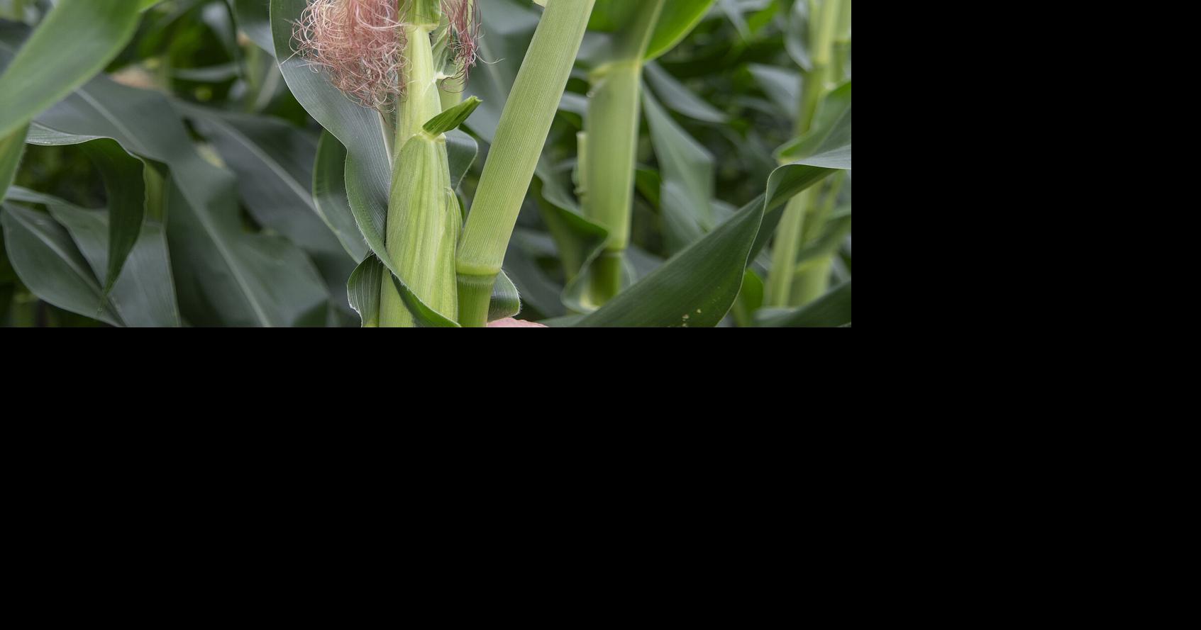 STATE OF THE FARM | U.S. farmland shrinks while land values, production costs grow