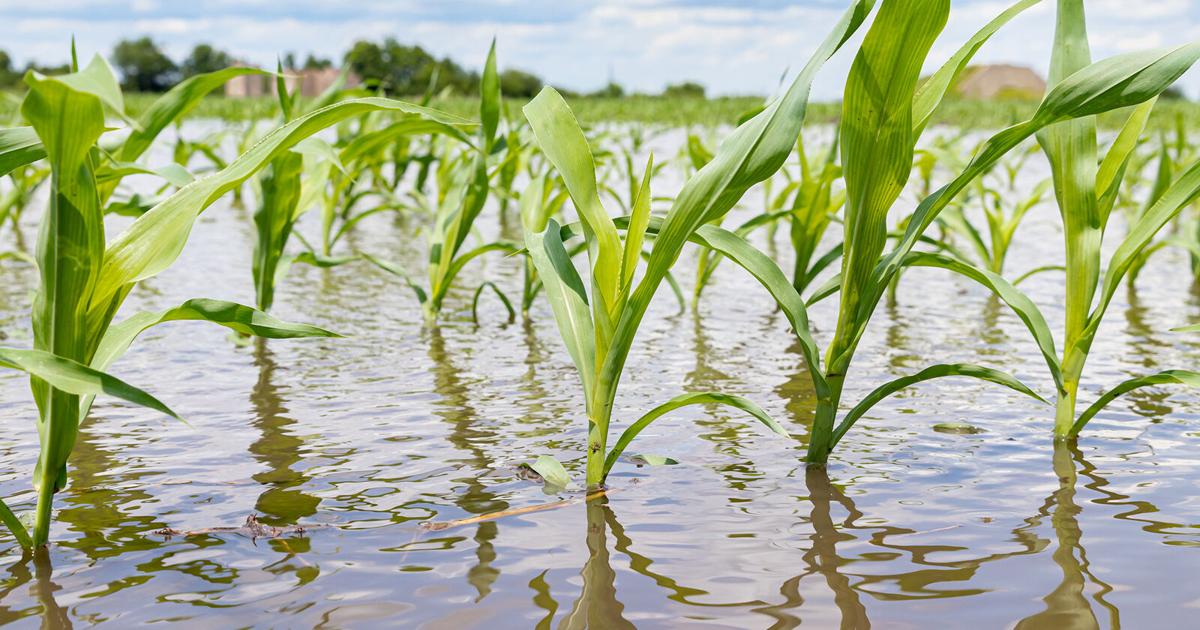 US farmers battle floods, heat in bid to replenish food supplies - Sunbury Daily Item