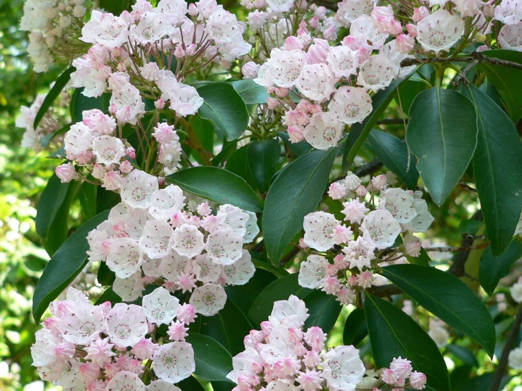 Discover Pennsylvania - SW | Inside Pennsylvania | dailyitem.com