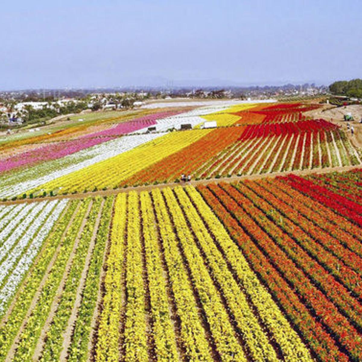 Carlsbad using flowers to hook more tourists into springtime ...