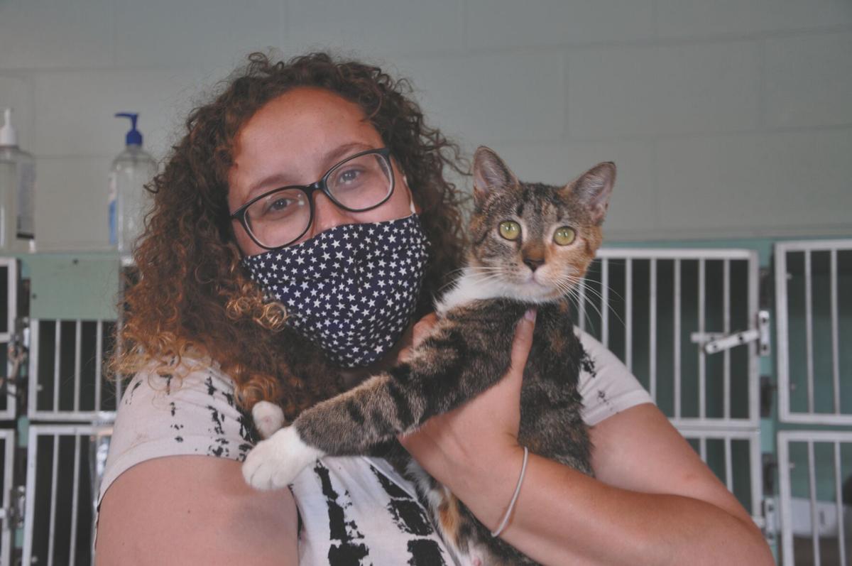 More People Sheltering Means Fewer Pets In Shelters News Dailyitem Com