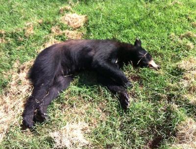 Oklahoma Man Faces Hefty Fine For Shooting Killing Black Bear In