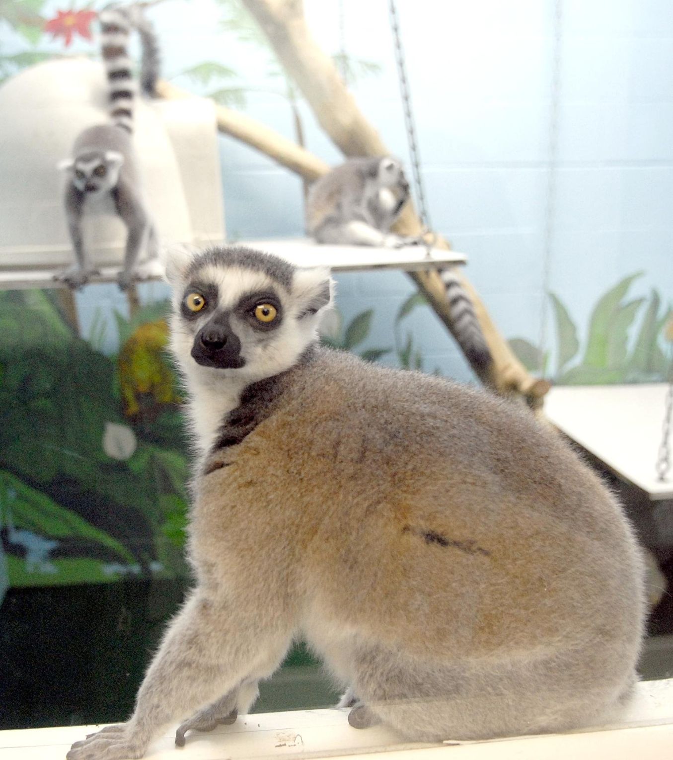 Lemurs take up residence br in Sunbury pet shop News dailyitem