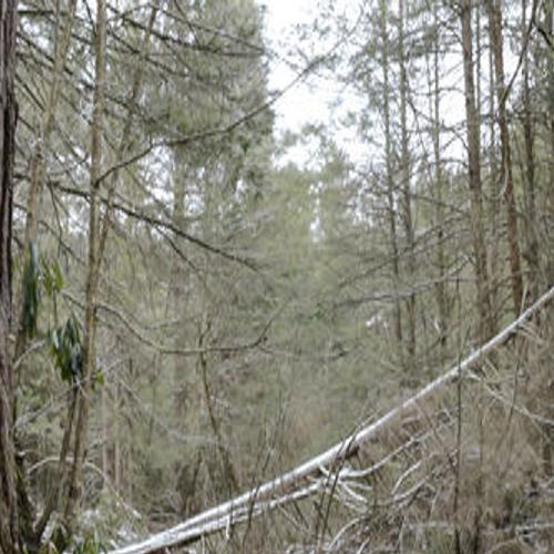 Forecaster Valley Snow Drought To Continue Into New Year Snyder