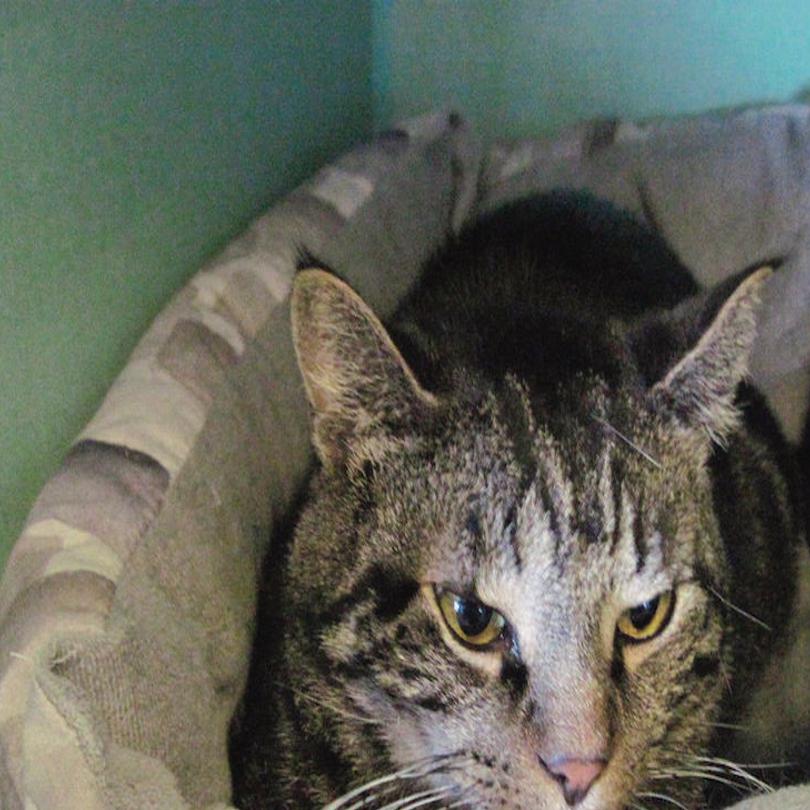 Cats Available For Adoption At The Danville Spca News