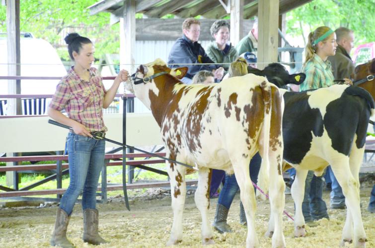 MontourDeLong Fair cow judge It’s all about the beef News