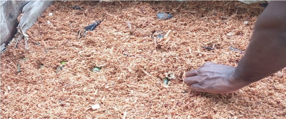 North Efate Farmers Target Increase in Kava Production