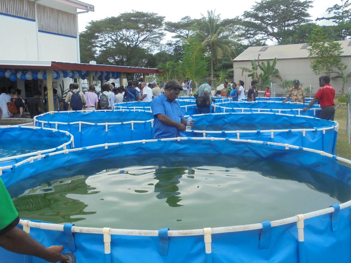 Fish farming to elevate fish supply News dailypost.vu