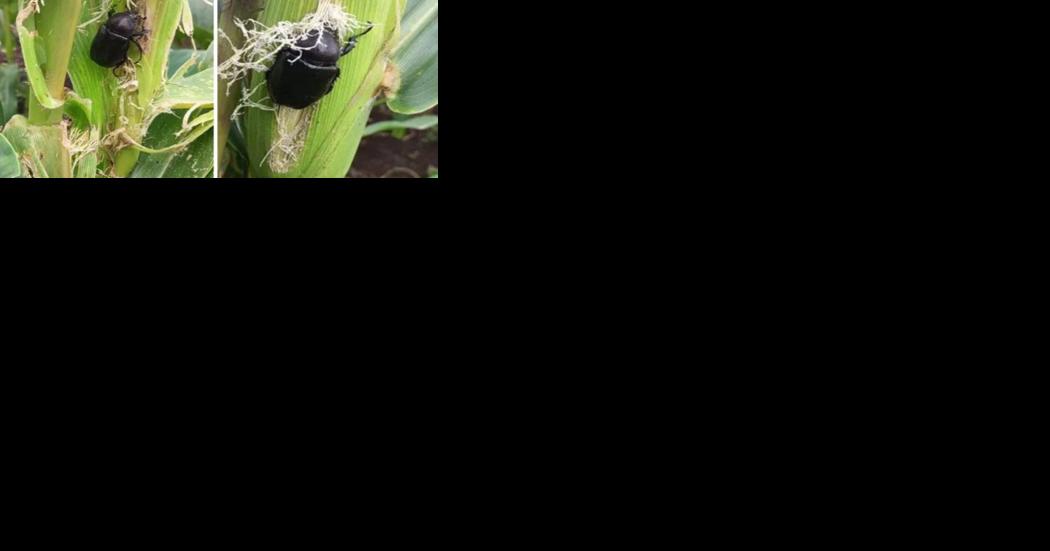 Rhinoceros beetles attack Vanuatu corn plantations - Vimarsana News