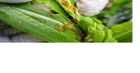 Funds urgently needed to control fall armyworm spread - Vimarsana News