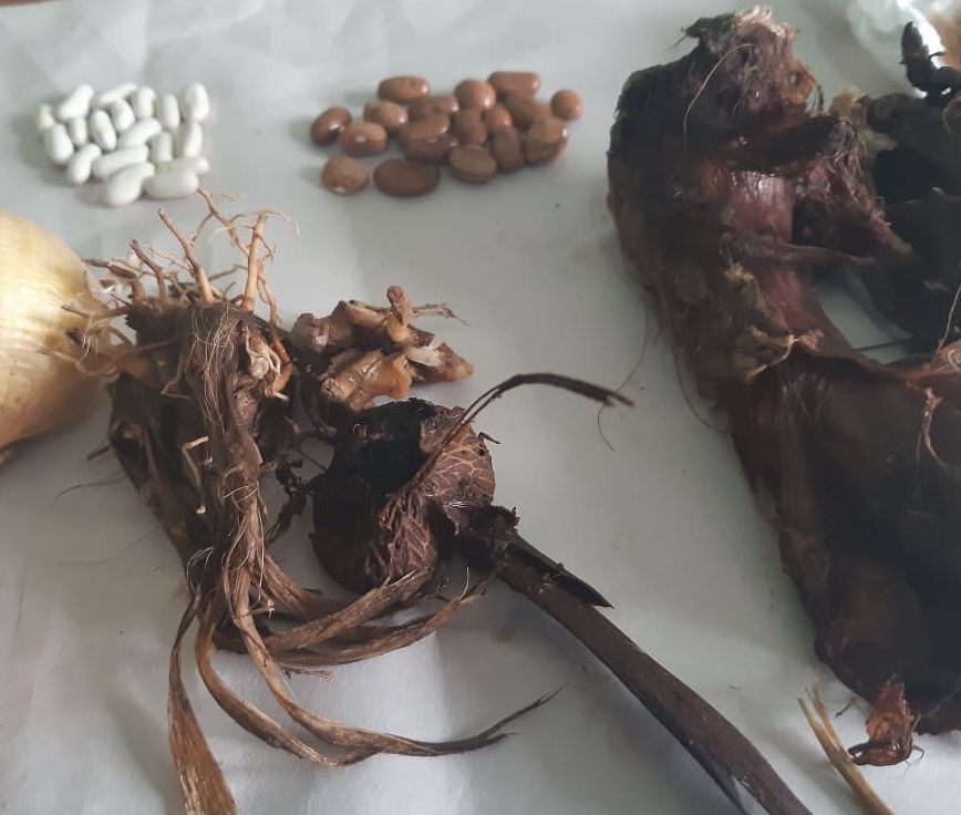 Illegal Plants Smuggled from Australia News dailypost.vu