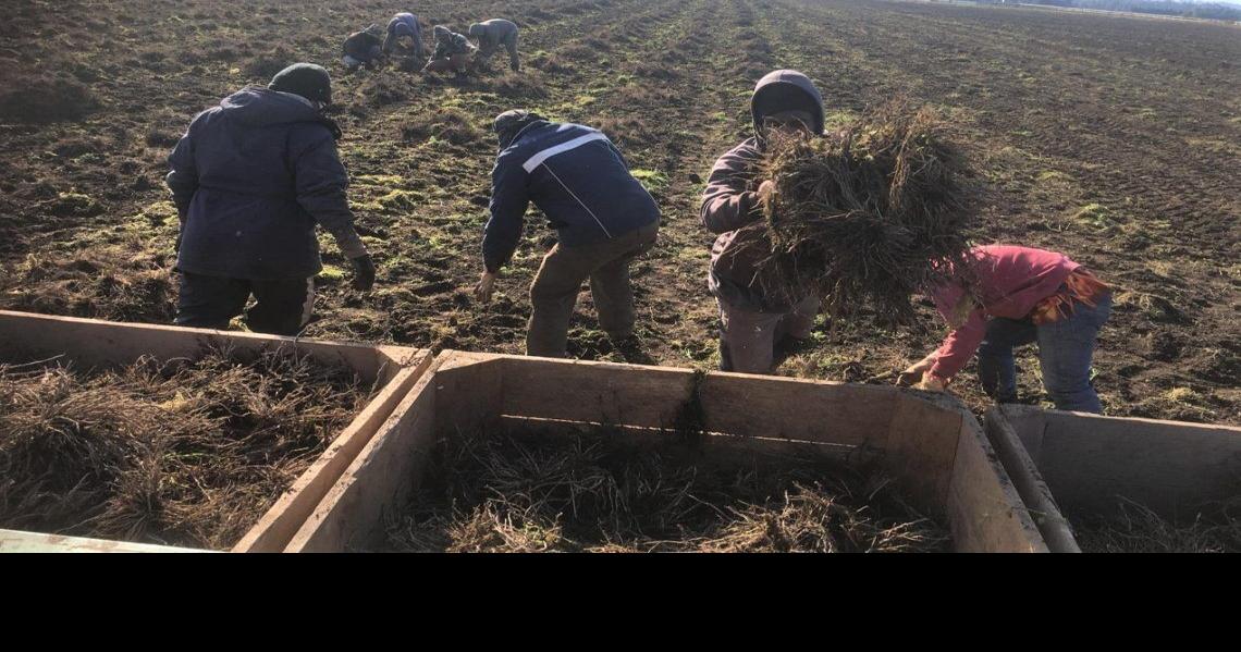 Spotlight on Absconding Seasonal Workers News dailypost.vu