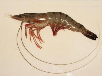 Vanuatu on the alert against prawn white spot disease
