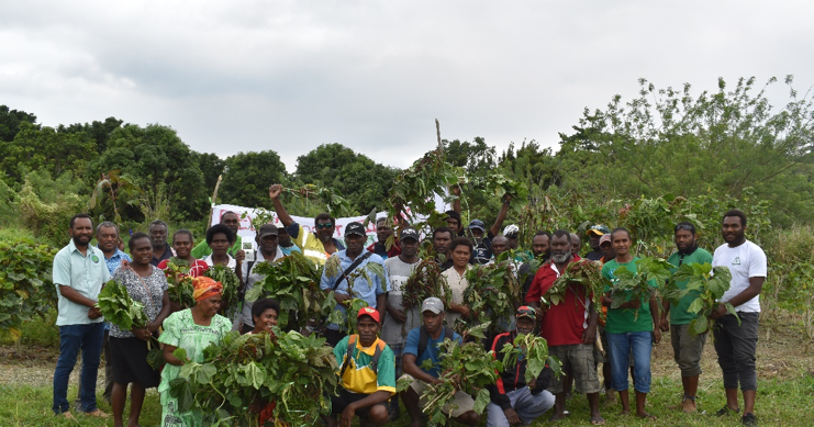 First-ever Island Cabbage Field Day Promotes Crop Diversity | News ...