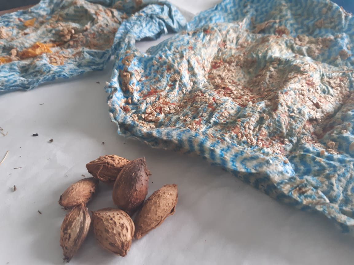 Illegal Plants Smuggled from Australia News dailypost.vu