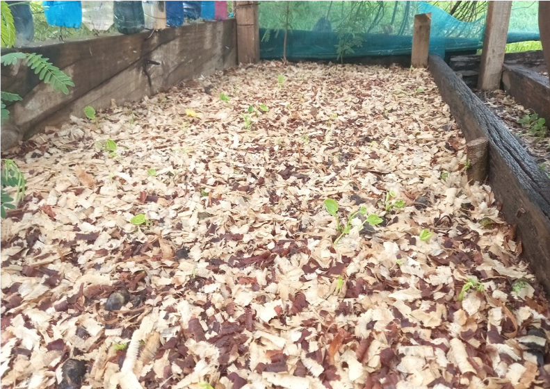 North Efate Farmers Target Increase in Kava Production