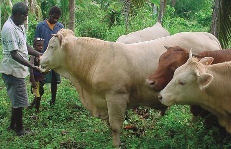 Vanuatu beef is one of the best in the world Photo- fao.org | | dailypost.vu