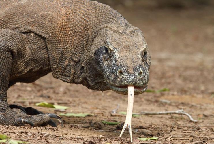 Lethal Komodo dragons smell blood from 5kms away | News | dailypost.vu