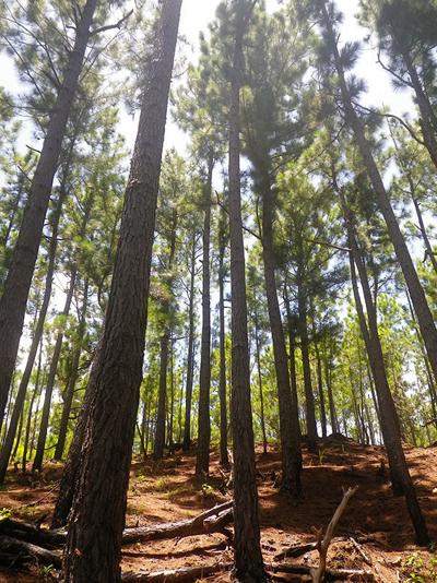 Pine trees Aneityum