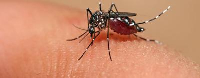 Dengue fever most affected age group 5-24