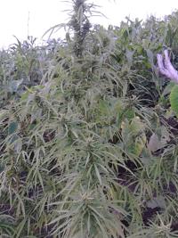 Marijuana concern on Tanna
