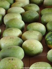 Watermelon farmer cautions against large farms this drought season