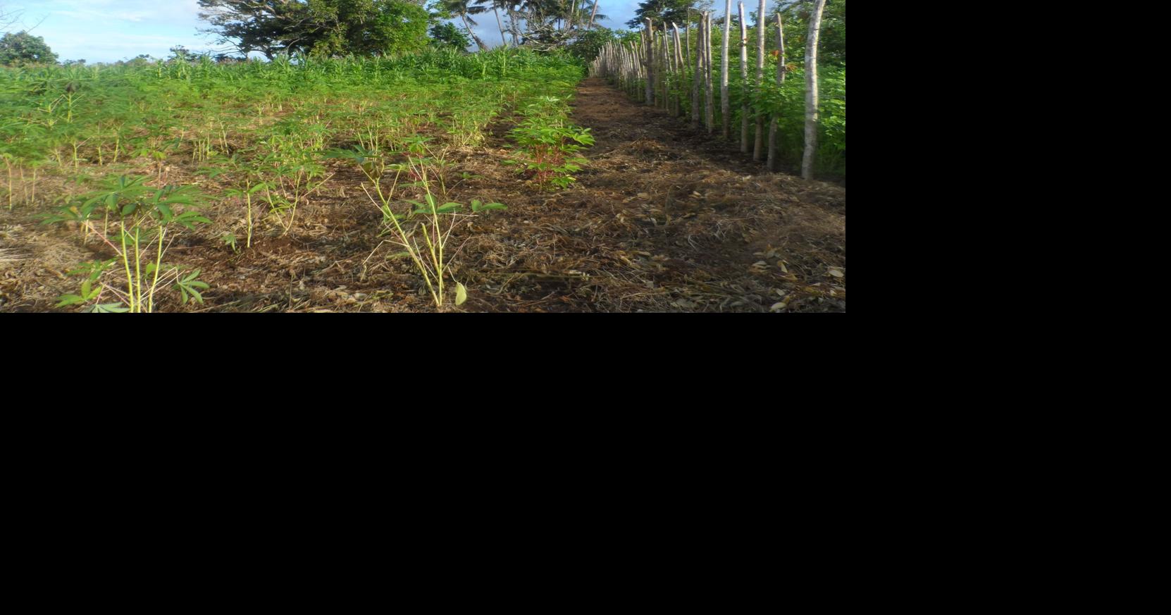 Vanuatu agriculture company to expand manioc investments News