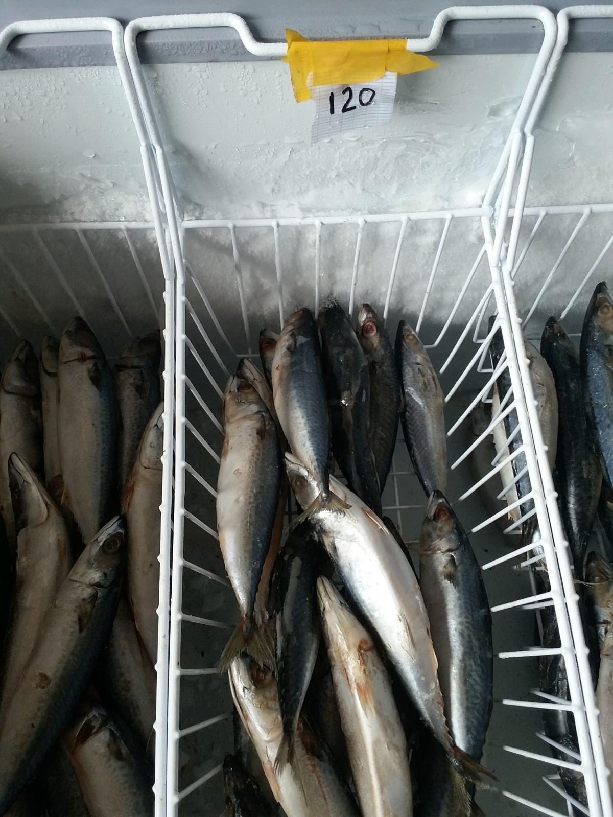 Imported Mackerel Deemed Safe For Human Consumption News dailypost.vu