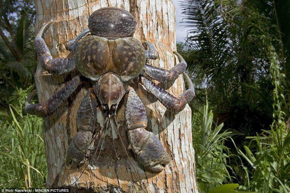 Torres coconut crabs confiscated | News | dailypost.vu