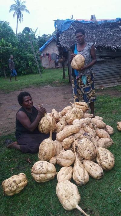 Kumala harvest | News | dailypost.vu
