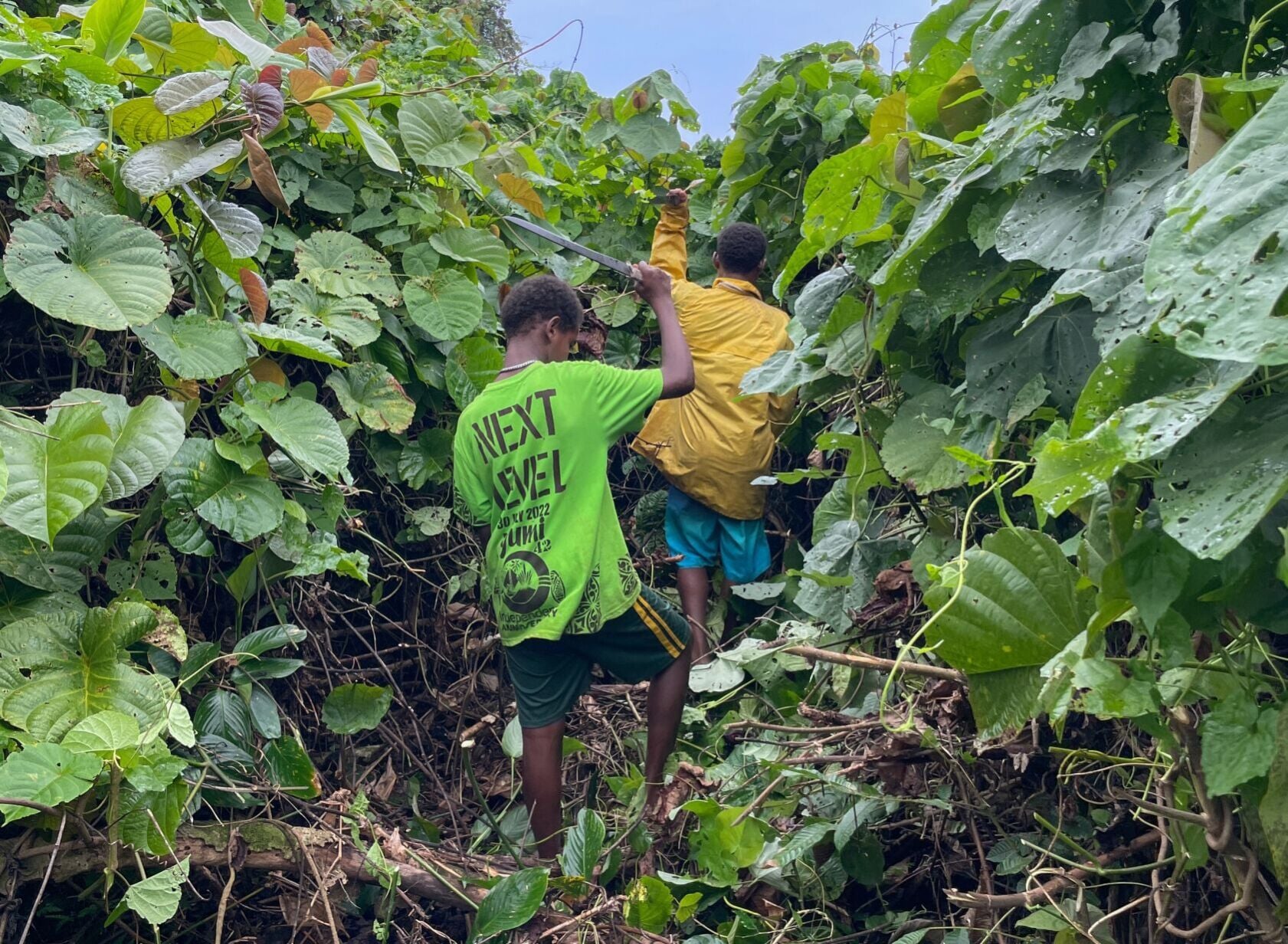 Vanuatu to bring in biological control for ‘big leaf rope’ | News ...