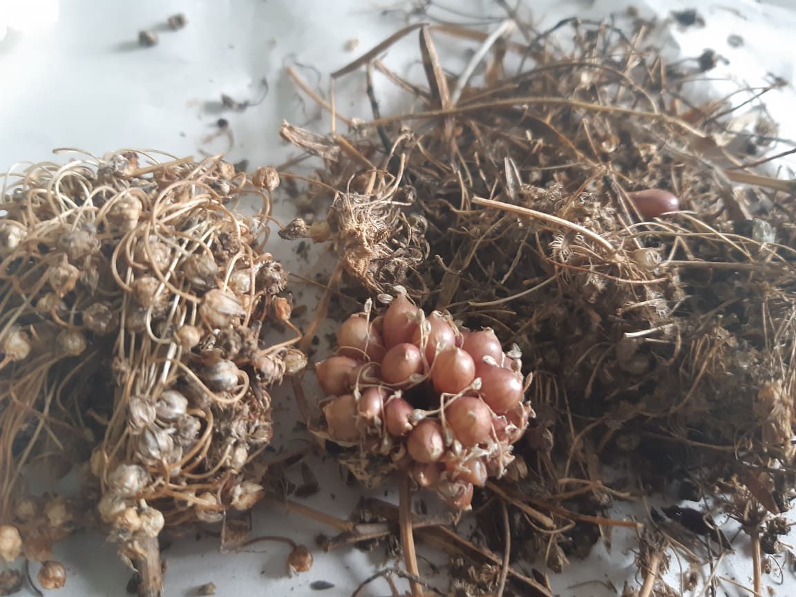 Illegal Plants Smuggled from Australia News dailypost.vu