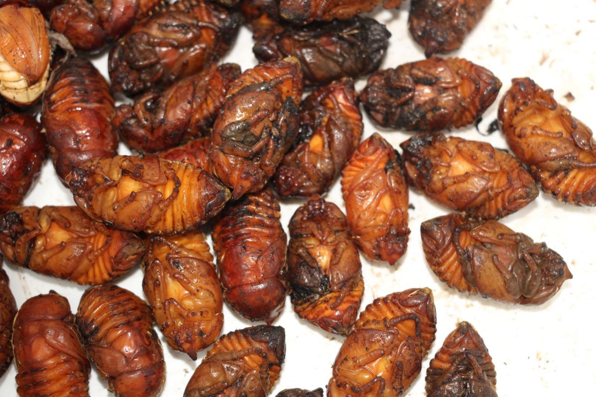 Coconut rhinoceros beetle still active at north Efate