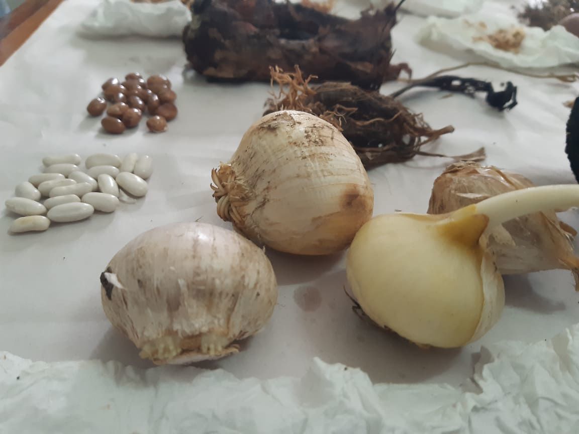 Illegal Plants Smuggled from Australia News dailypost.vu